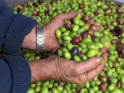 افحص قبل الشراااء ياخوي                                            


	 				لا تنسَ أنك شاهدت هذا الإعلان في عنكبوت            
	 				
                                زيت زيتؤن للبيع.. رؤمي/ بعل/...