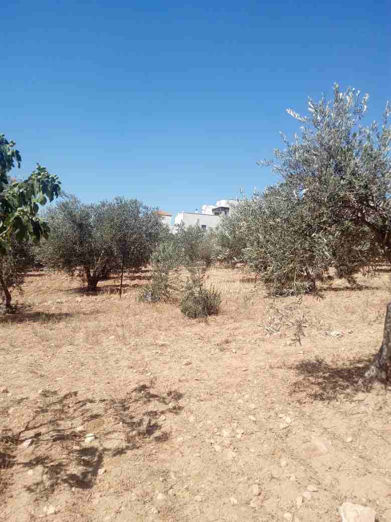 850 متر ابو نصير حوض ام بطمه موقع مميز من المالك
لا تنسَ أنك شاهدت هذا الإعلان في عنكبوت
ارض مسا...