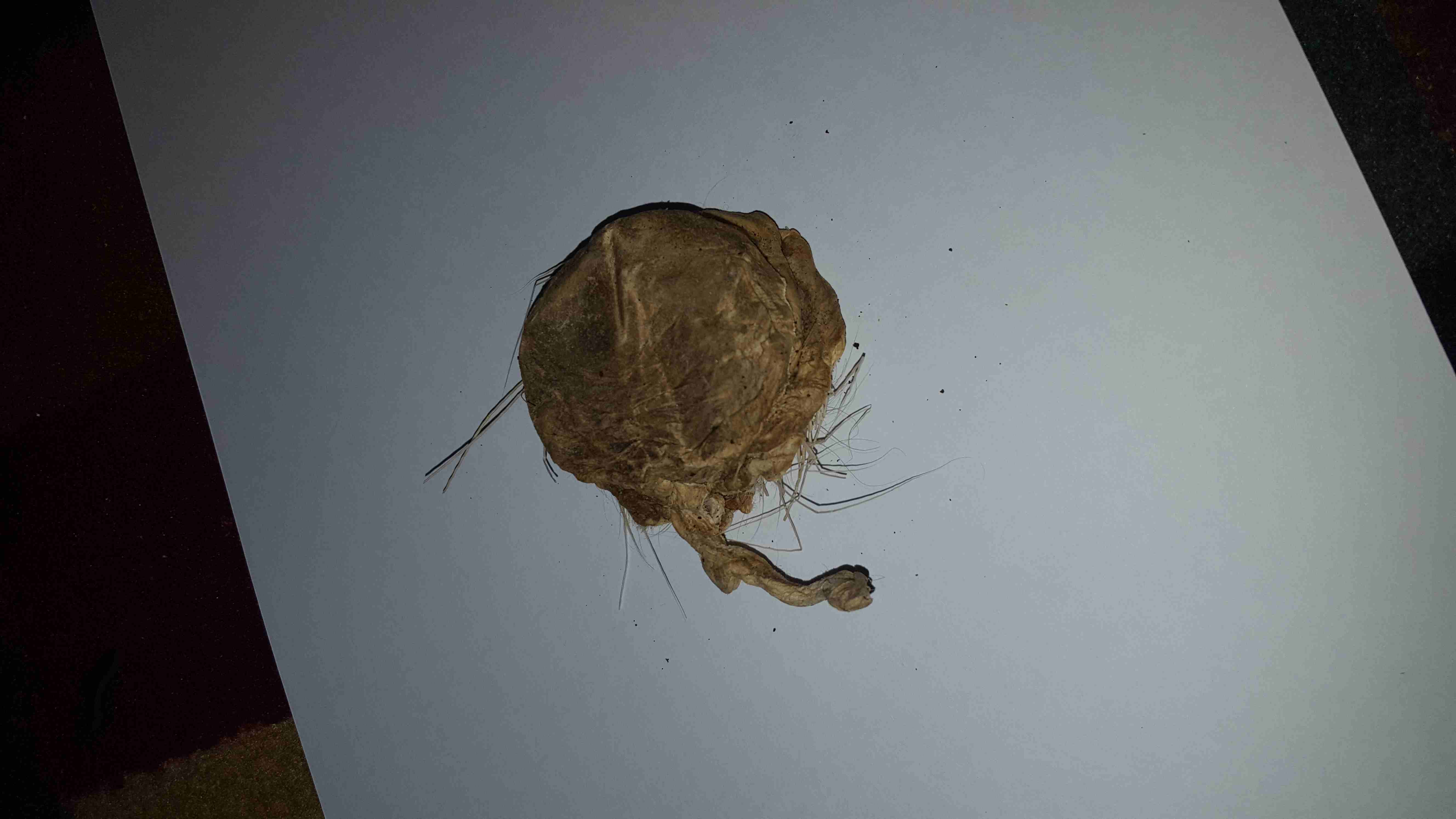 صرة مسك غزال أصلي بودرة خام                                            


	 				لا تنسَ أنك شاهدت هذا الإعلان في عنكبوت            
	 				
                            الى عشاق الأصل .. الى عشاق ال...