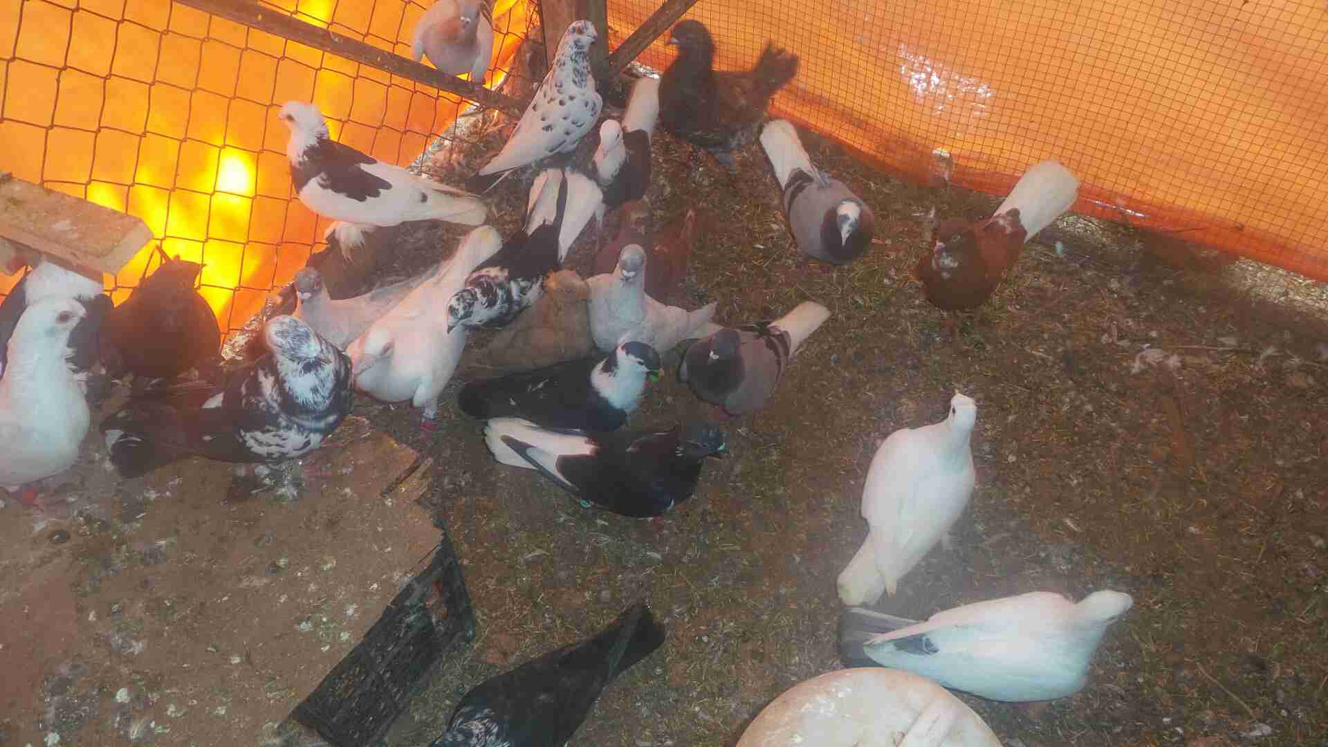 في 40حبه كلها نخب مافيها طير كبير وفيها 4طواير اسماء
لا تنسَ أنك شاهدت هذا الإعلان في عنكبوت...