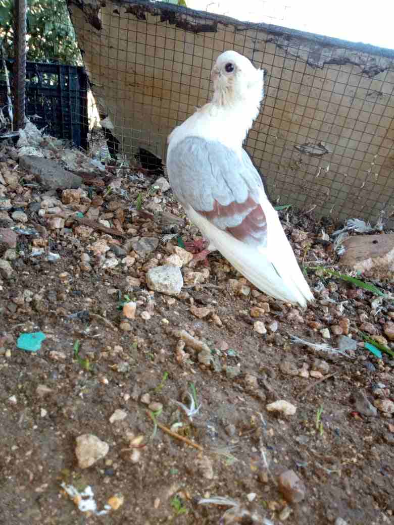 فحل كالوت نخب                                            


	 				لا تنسَ أنك شاهدت هذا الإعلان في عنكبوت            
	 				
                            فحل كالوت نخب وشغال باذن الله للتواصل 07855...