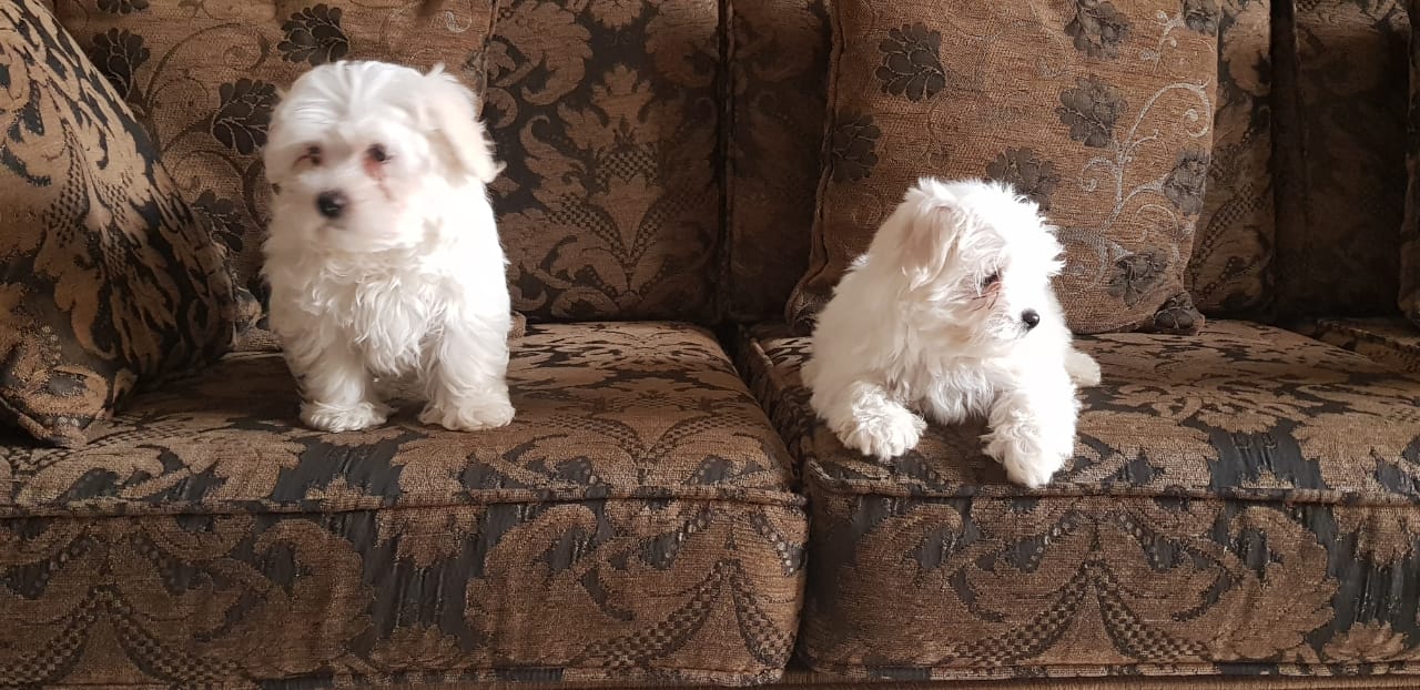 Imported maltese
لا تنسَ أنك شاهدت هذا الإعلان في عنكبوت
Imported Maltese Dogs
The parents h...