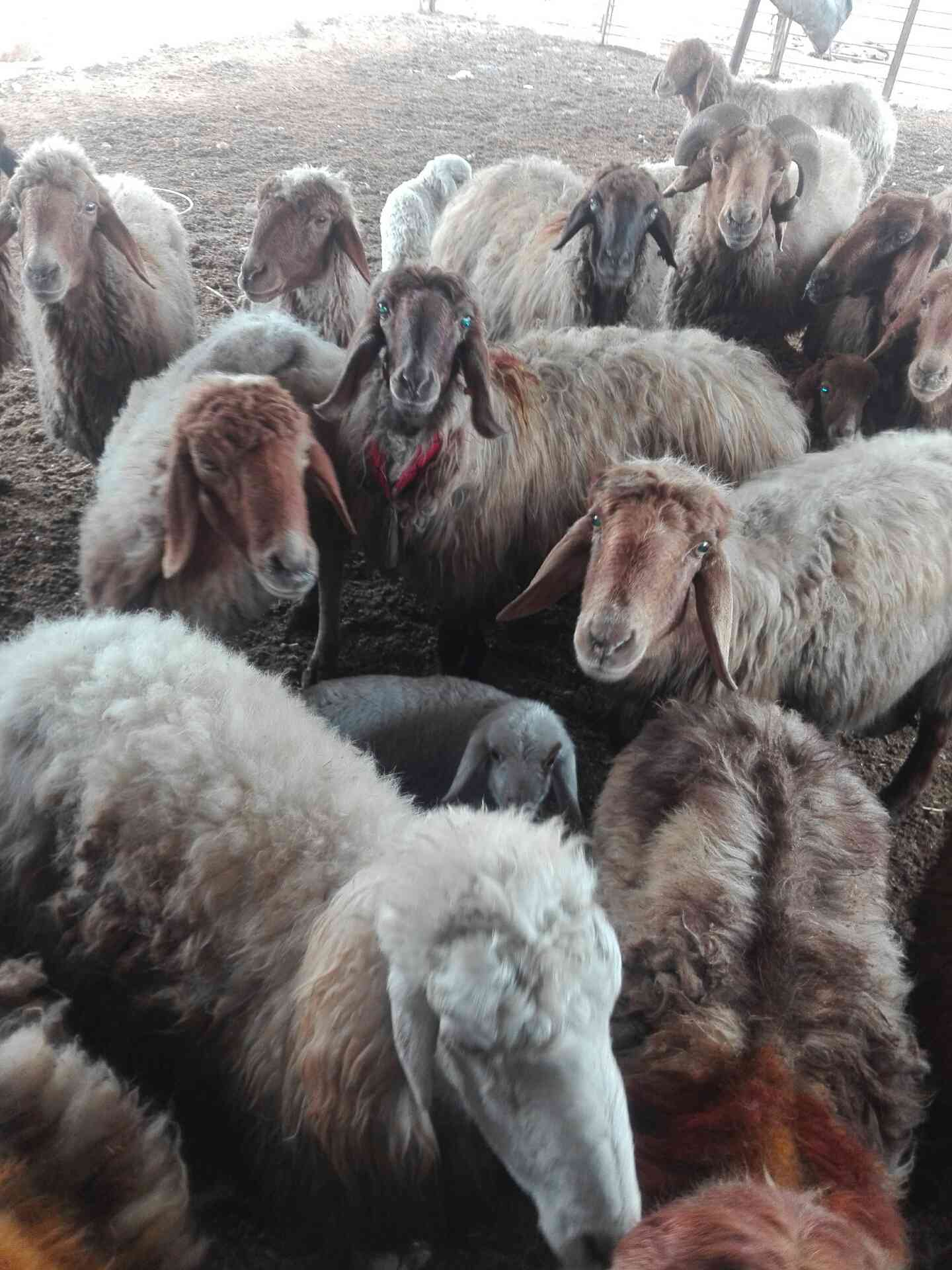 غنم معاشير سن صغير غنم مقنوي للبيع رقم0795154229                                            


	 				لا تنسَ أنك شاهدت هذا الإعلان في عنكبوت            
	 				
                                غنم...