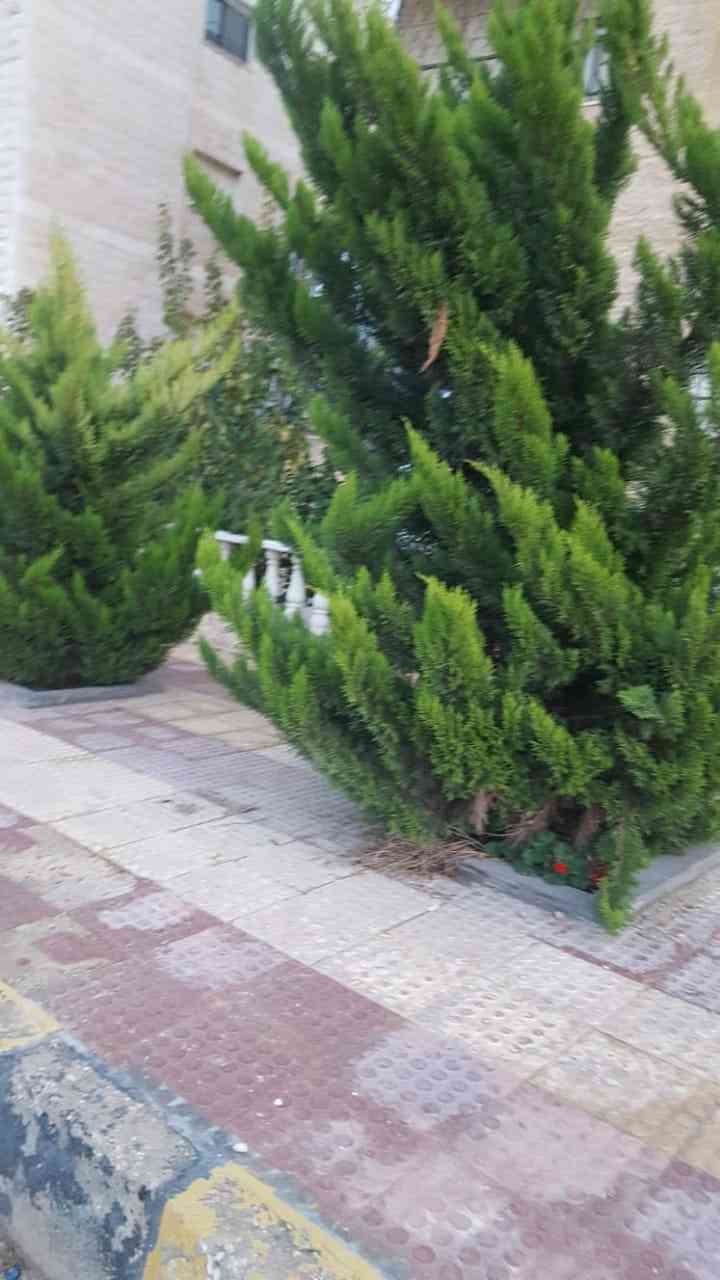 شقة مميزة في شفا بدران بجانب جامعة العلوم التطبيقية
لا تنسَ أنك شاهدت هذا الإعلان في عنكبوت
ش...