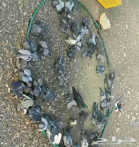شبكة صيد الطيور بالريموت
لا تنسَ أنك شاهدت هذا الإعلان في عنكبوت
شبكة مصيد لجميع الطيور بالري...
