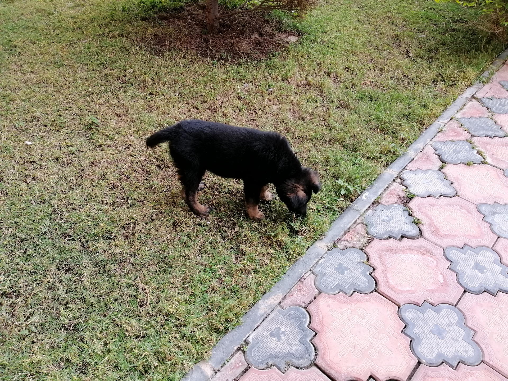 German Shepherd                                            


	 				لا تنسَ أنك شاهدت هذا الإعلان في عنكبوت            
	 				
                                German Shepherd Puppy
2 Month
Black&a...