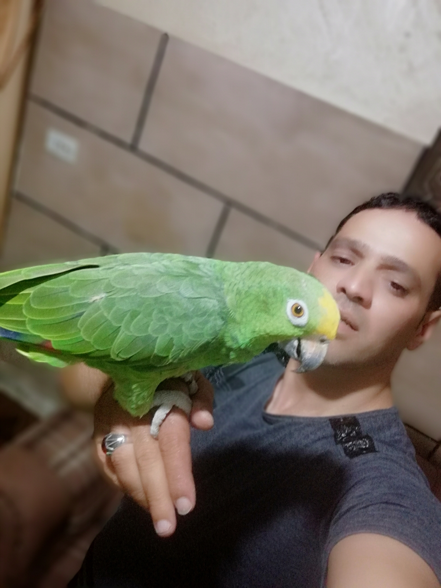 فرخ ببغاء أمازوني يلو كراون مزرعه حجل فضي متكلم مواجهة بطلاقه
لا تنسَ أنك شاهدت هذا الإعلان في عنكبوت...
