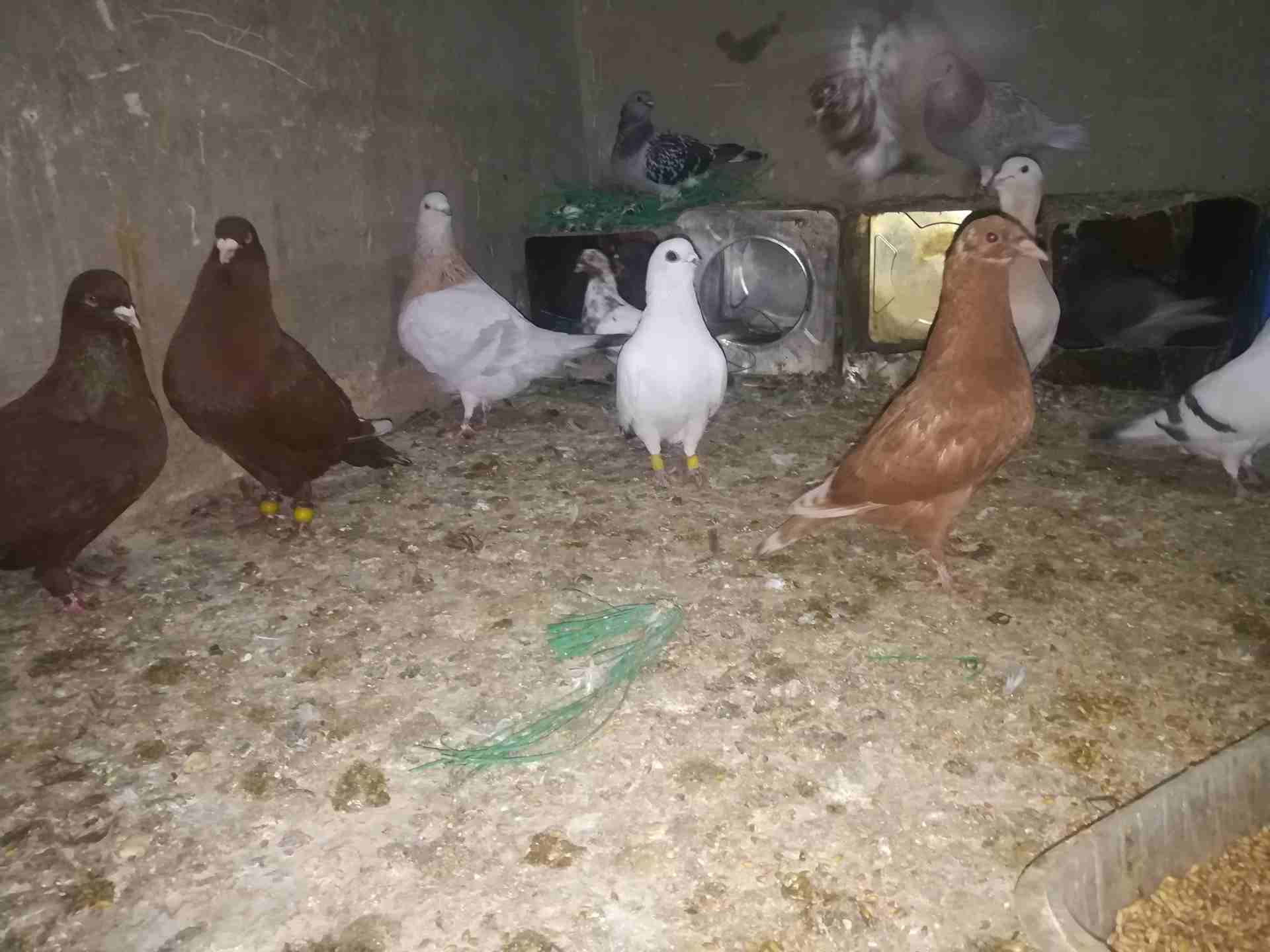 حمام نخب
لا تنسَ أنك شاهدت هذا الإعلان في عنكبوت
5جواز عالفرازه للبيع بسعر مغري للجادين فقط كلو ش...