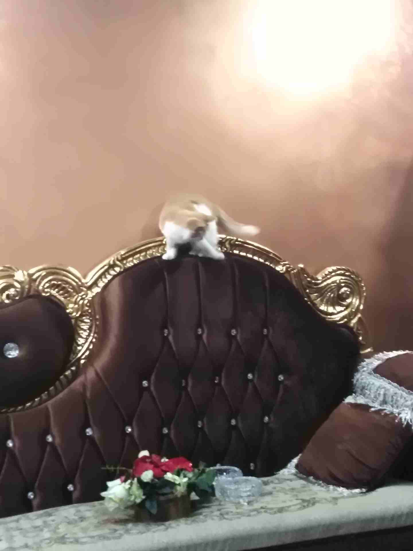 قطه للبيع
لا تنسَ أنك شاهدت هذا الإعلان في عنكبوت
قطه للبيع معها جواز السفر وكرت
المطاعيم
لعوبه...