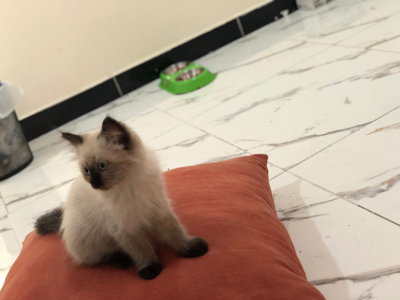ذكر شيرازي امريكي وانثى هملايا شوكلت                                            


	 				لا تنسَ أنك شاهدت هذا الإعلان في عنكبوت            
	 				
                                للبيع ذكر شيرازي...