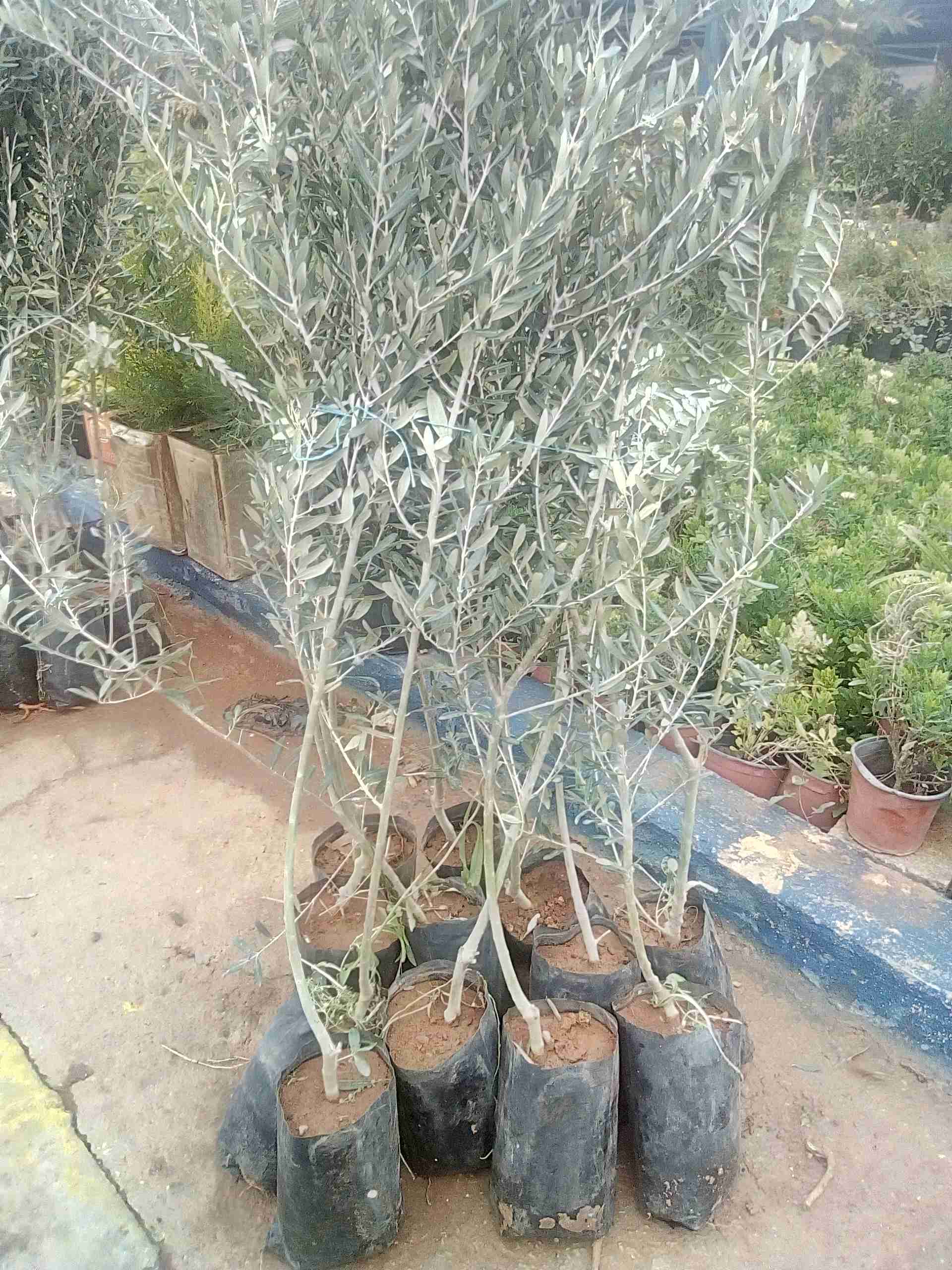 اشجار زيتون نبالي محسن طول متر ونص
لا تنسَ أنك شاهدت هذا الإعلان في عنكبوت
جاهز الزراعه في ال...