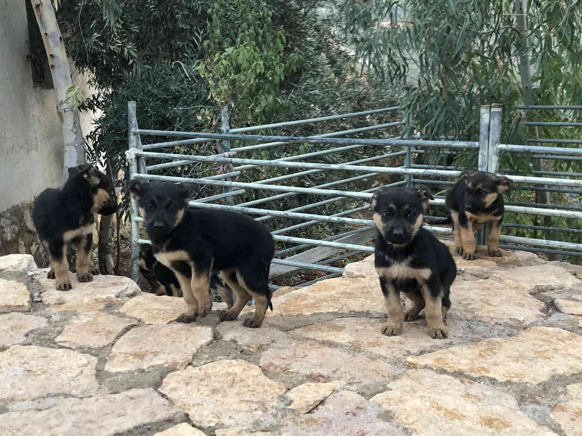 جراو جيرمن شبرد اصلي للبيع
لا تنسَ أنك شاهدت هذا الإعلان في عنكبوت
German Shepherd puppies p...