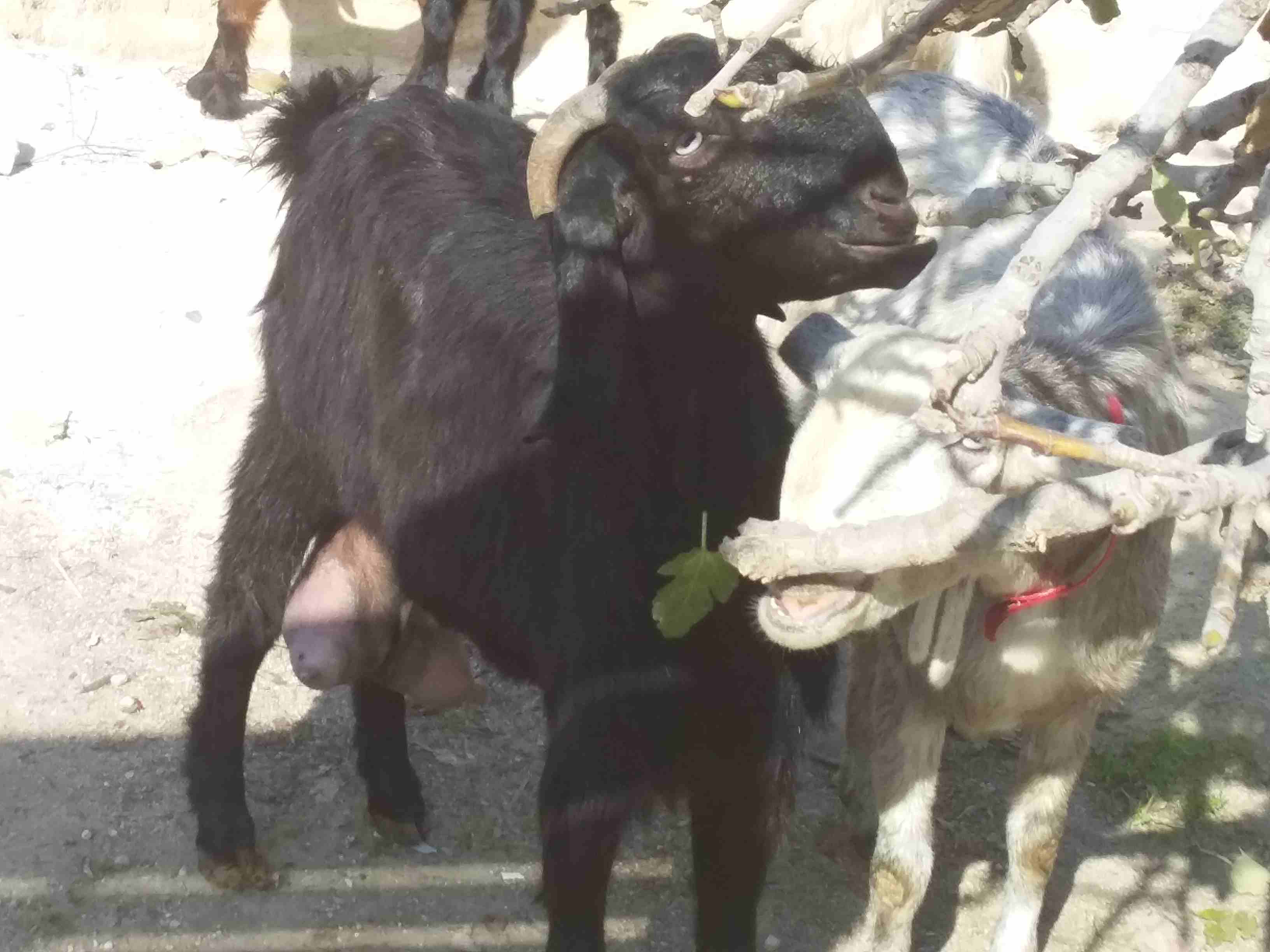 عنز بندوق شامي لجب حلابه بدون ولاد                                            


	 				لا تنسَ أنك شاهدت هذا الإعلان في عنكبوت            
	 				
                            طول ومده وجهامه وصحه و...