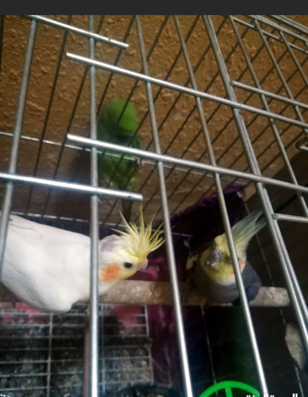 للبدل للبيع
لا تنسَ أنك شاهدت هذا الإعلان في عنكبوت
جوز كوكتيل تحتو اربع بيضات
دره اليف7اشهر
بند...