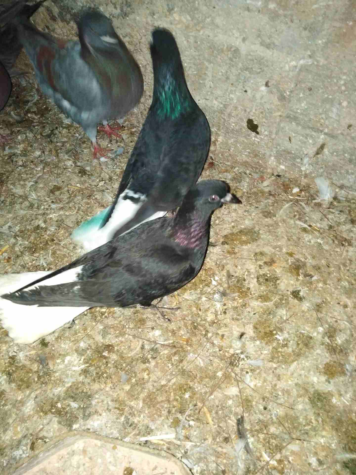 نوريات للبيع                                            


	 				لا تنسَ أنك شاهدت هذا الإعلان في عنكبوت            
	 				
                            7 حبات نوري وزرازير وهندي فحول وطواير للبيع...