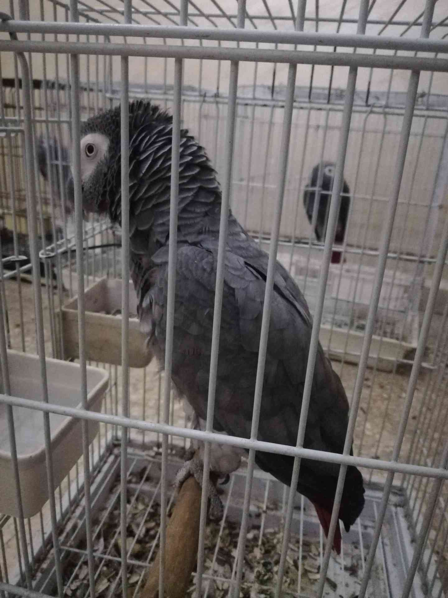 ببغاء كاسكو صيد متكلم بحدود 30كلمه السعر 330دينار
لا تنسَ أنك شاهدت هذا الإعلان في عنكبوت
مسا...