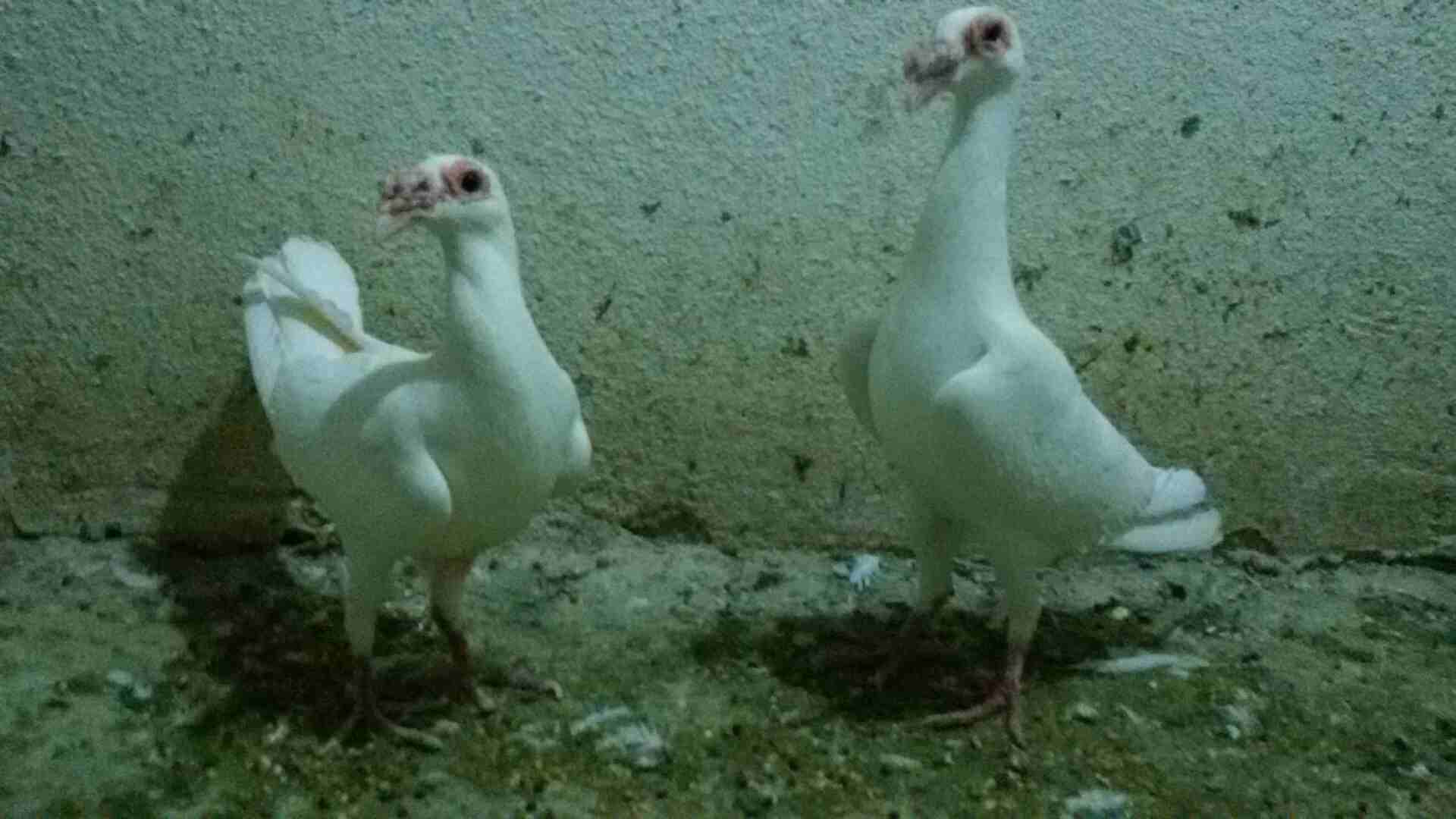 للبيع جوز بغادنه  شغالات  100 د                                            


	 				لا تنسَ أنك شاهدت هذا الإعلان في عنكبوت            
	 				
                            جوز بغادنه بيض جفن وسكه ح...