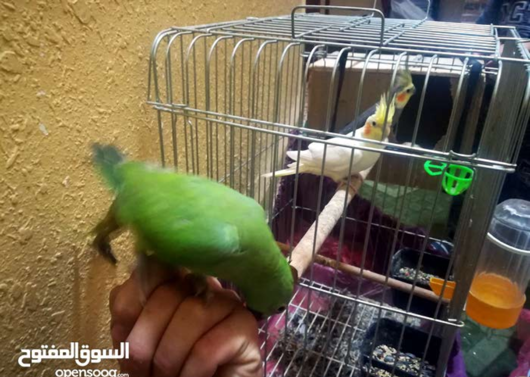 للبدل للبيع
لا تنسَ أنك شاهدت هذا الإعلان في عنكبوت
جوز كوكتيل تحتو اربع بيضات
دره اليف7اشهر
بند...