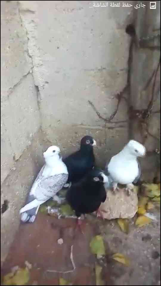 للبيع جوزين جوز سونتنيتيات ومساويد                                            


	 				لا تنسَ أنك شاهدت هذا الإعلان في عنكبوت            
	 				
                                للبيع جوزين جوز سو...