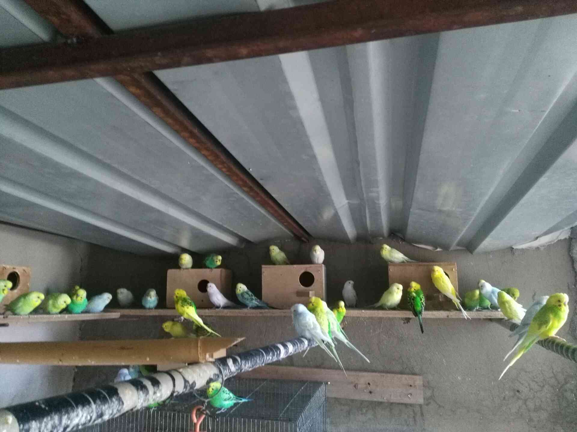طيور حب
لا تنسَ أنك شاهدت هذا الإعلان في عنكبوت
طيور حب للبيع مطير كامل 25جوز صحة ونظافة كلو...