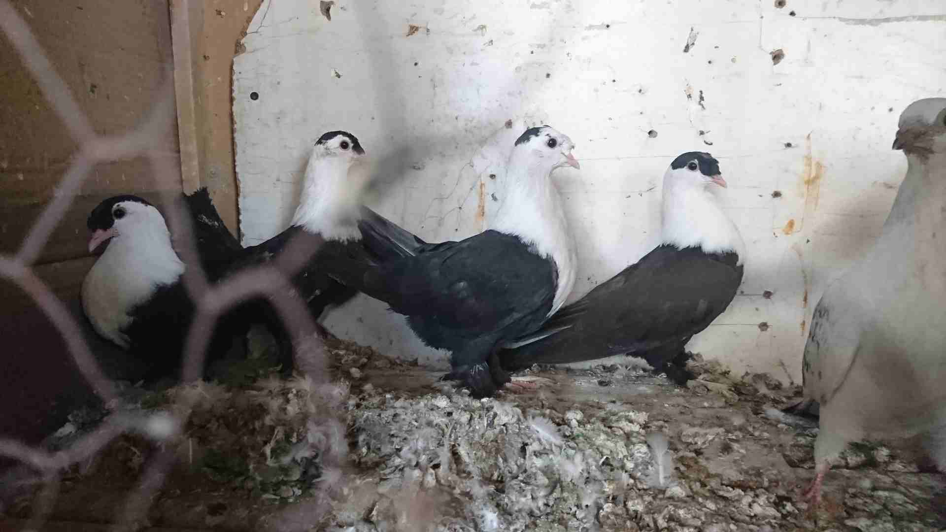 فراخ شخاشلة بسعر البلاش للبيع
لا تنسَ أنك شاهدت هذا الإعلان في عنكبوت
7 فراخ شخاشلة سود صافيات غر...