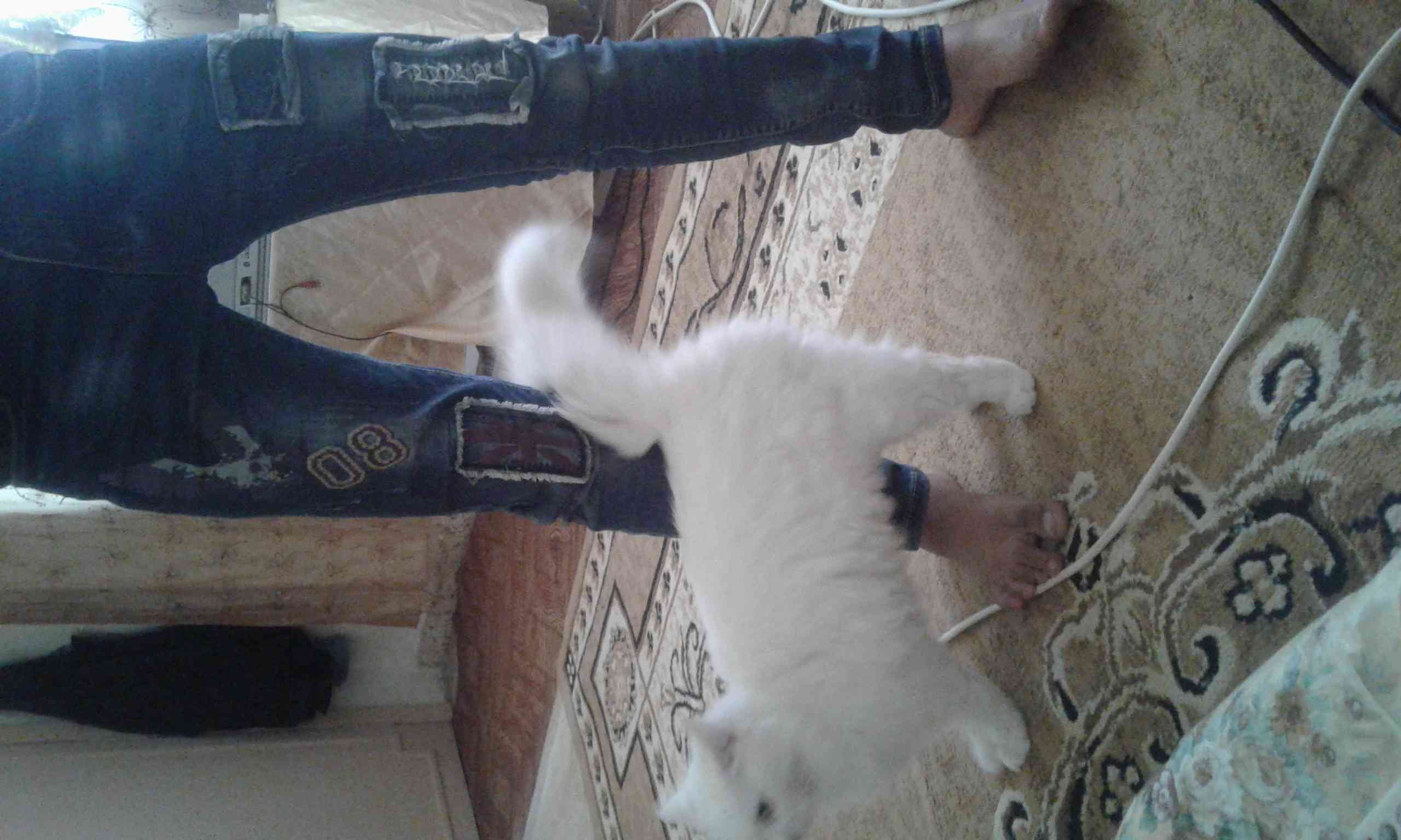 قطه شيرازي لون ابيض مثل القطن مدربه للبيع بسعر مغري جدا تلفون 0780330357
لا تنسَ أنك شاهدت هذا الإعلان في عنكبوت...