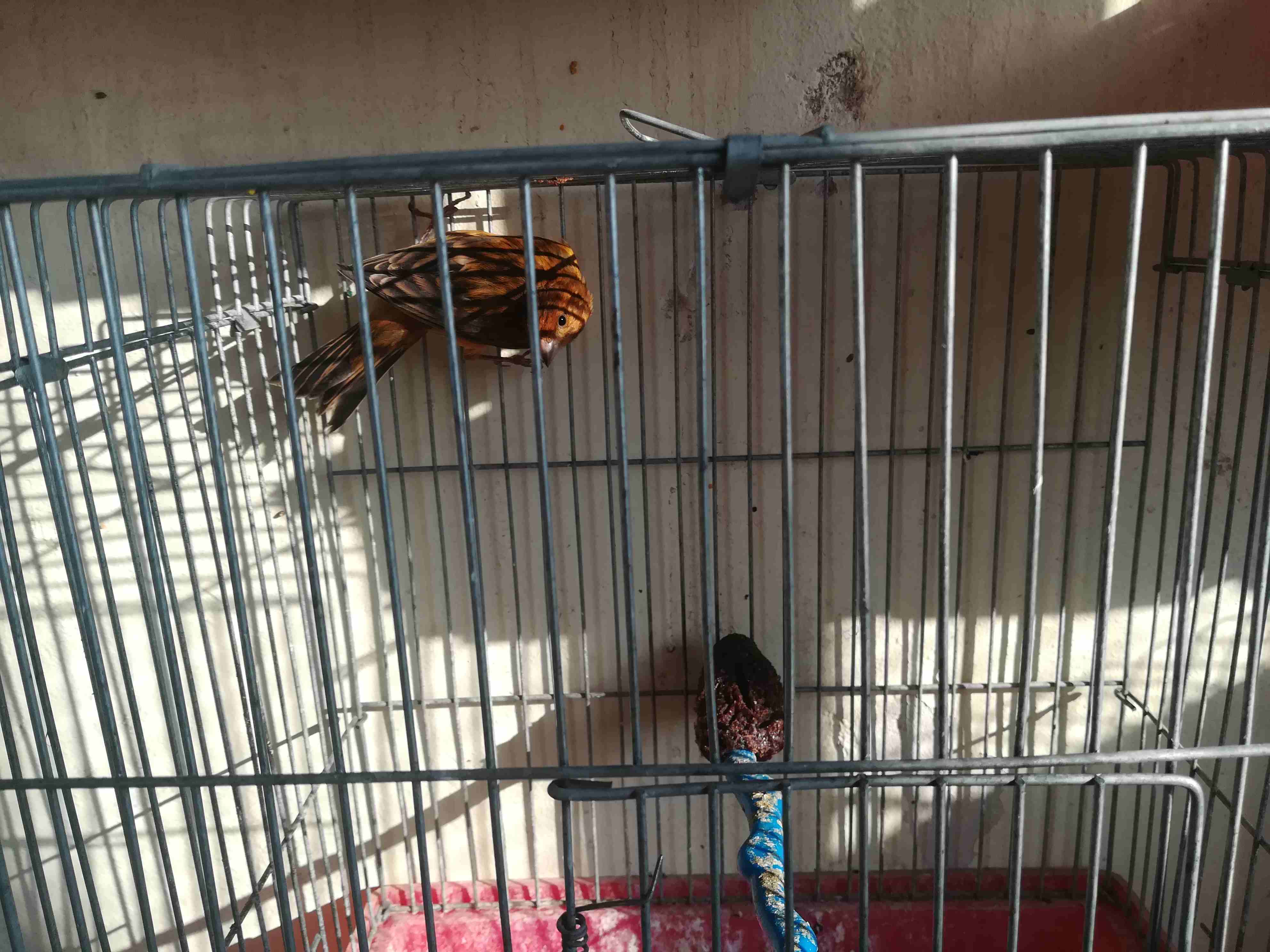 فحل نحاسي نارررررر للبيع
لا تنسَ أنك شاهدت هذا الإعلان في عنكبوت
فحل كنار نحاسي نااااااااااااااا...