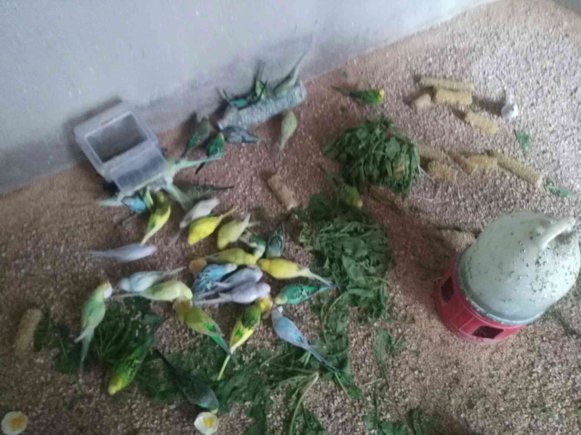 طيور حب
لا تنسَ أنك شاهدت هذا الإعلان في عنكبوت
طيور حب للبيع مطير كامل 25جوز صحة ونظافة كلو...
