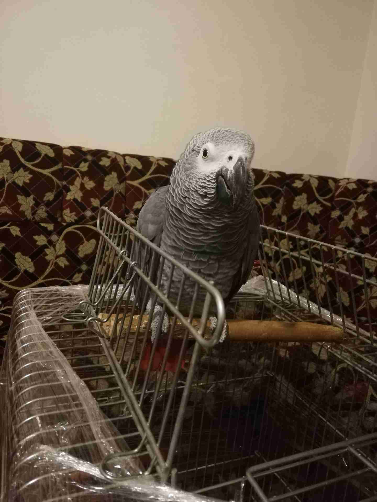 كاسكو متكلم أليف للبيع
لا تنسَ أنك شاهدت هذا الإعلان في عنكبوت
يسعد اوقات الجميع...
كاسكو دبل...