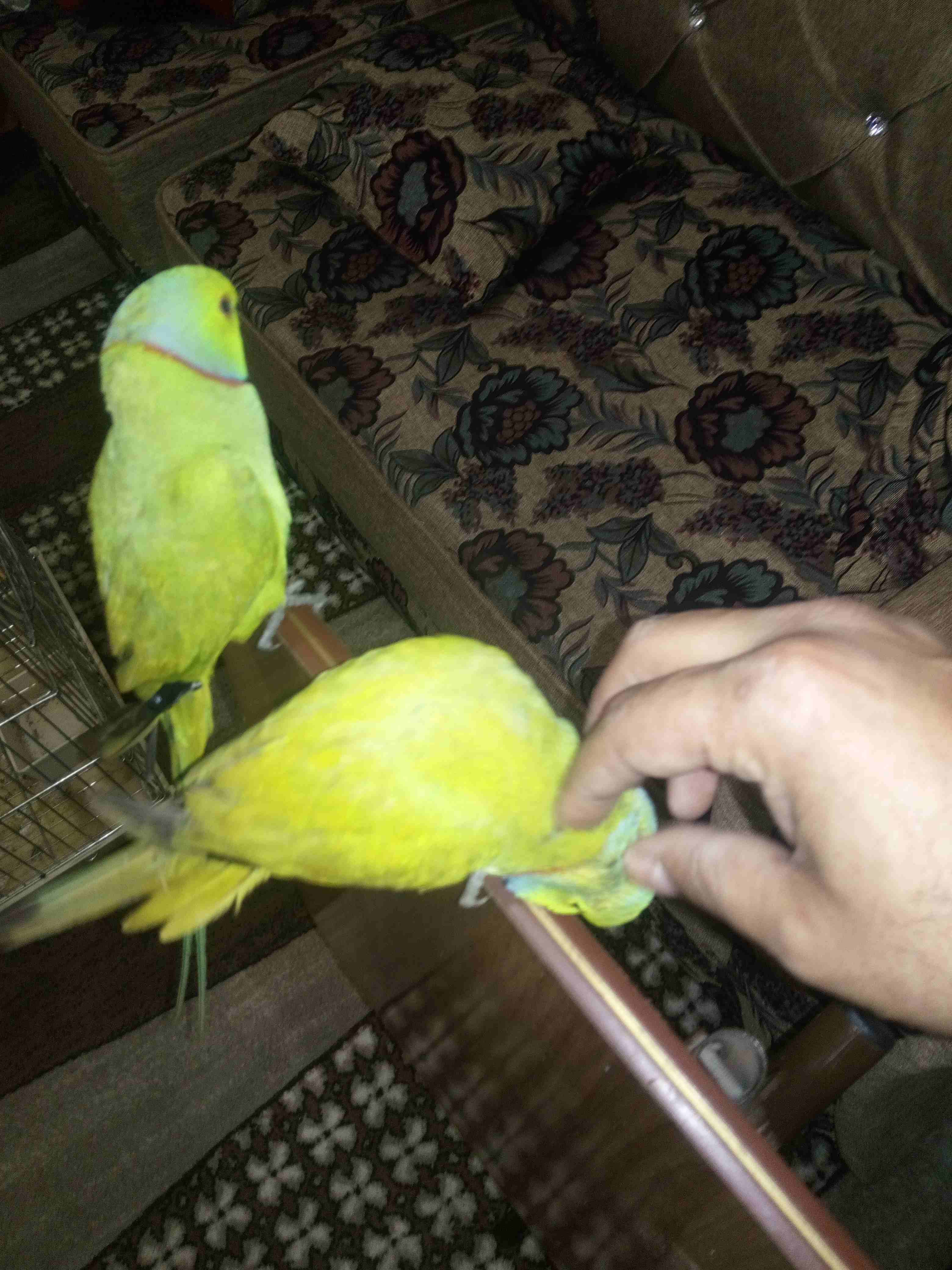 ببغاء درة
لا تنسَ أنك شاهدت هذا الإعلان في عنكبوت
موجود ثلاث فحول درة طوق كامل نصف اليف بدو شوية...