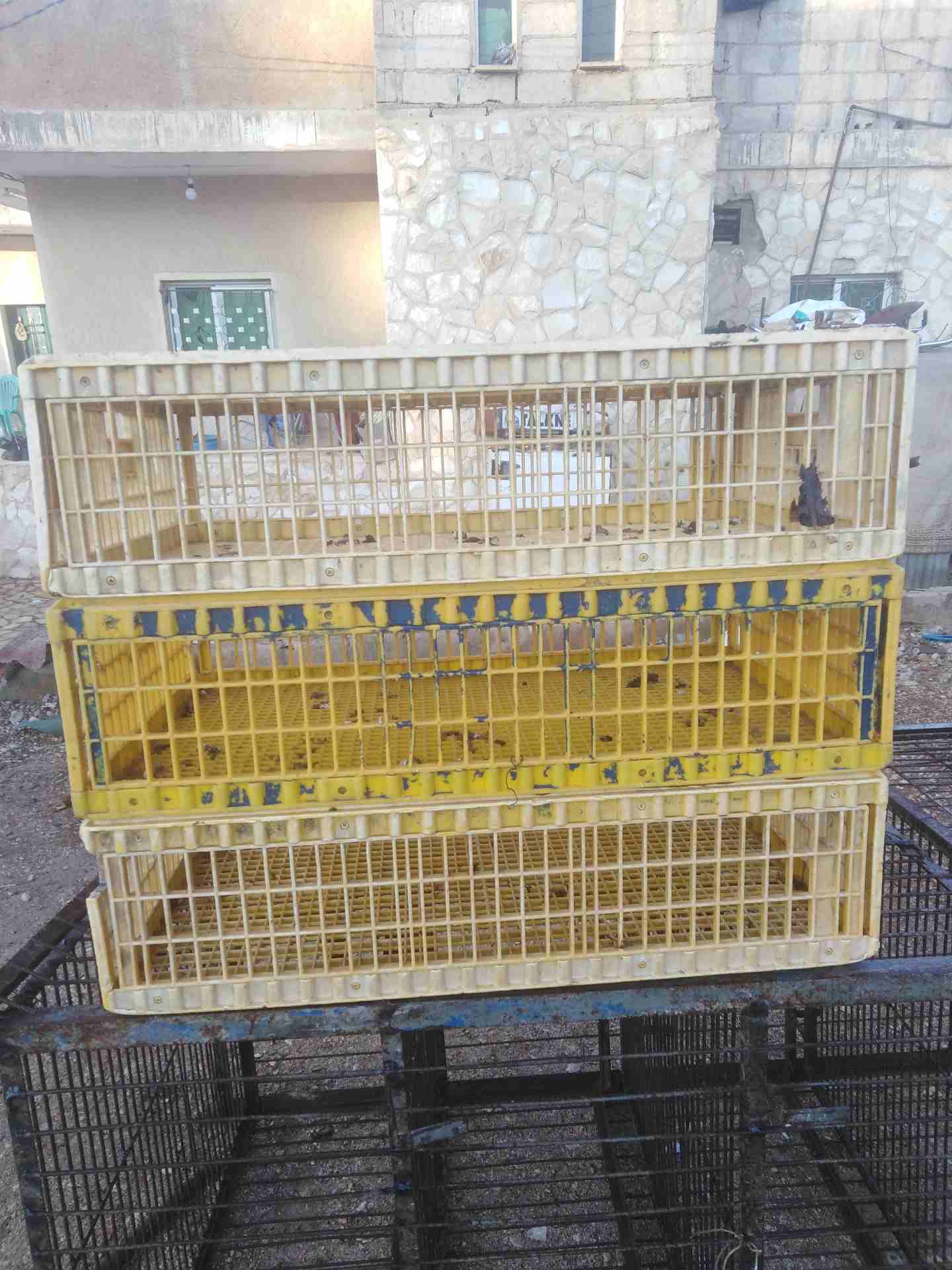 اقفاص دجاج للبيع بحالة جيدة                                            


	 				لا تنسَ أنك شاهدت هذا الإعلان في عنكبوت            
	 				
                            3 اقفاص دجاج للبيع...