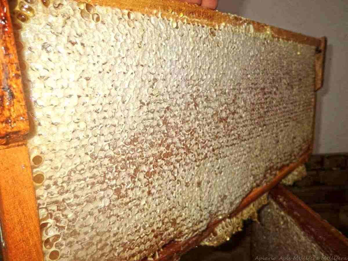 عسل بلدي مضمون
لا تنسَ أنك شاهدت هذا الإعلان في عنكبوت
مناحل سوار العسل لجميع منتجات النحل...