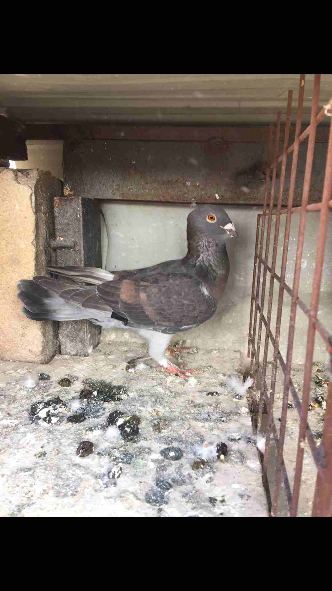 9طيور كش للبيع بسعر مغري
لا تنسَ أنك شاهدت هذا الإعلان في عنكبوت
الطيور كش كلهم فحول
عدد 9 للبيع...