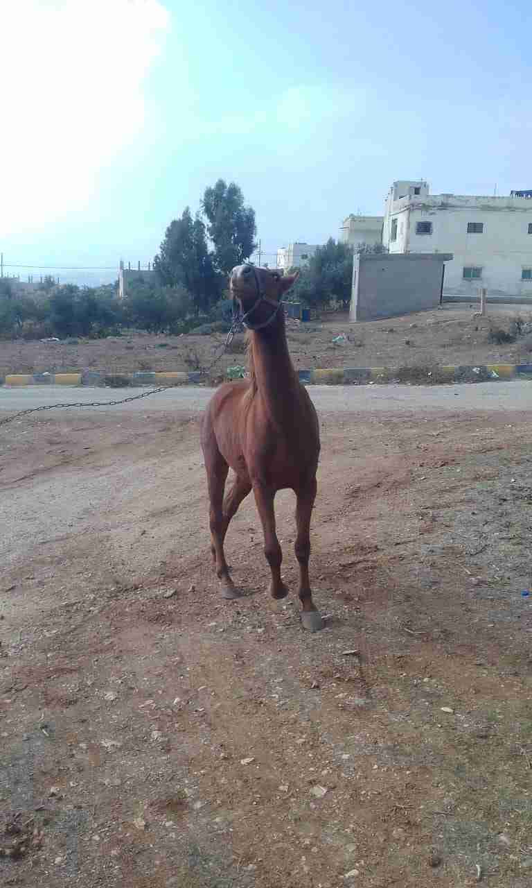 مهره شقرا عمرها سنه وثمن شهور على وجه اطباع للبيع كاش
لا تنسَ أنك شاهدت هذا الإعلان في عنكبوت...