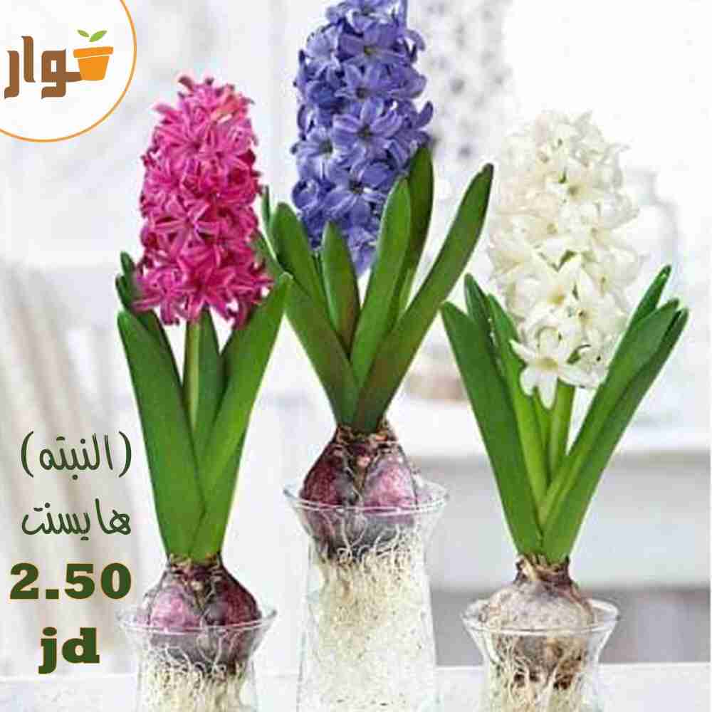 نباتات زينة داخلية وخارجية وقواوير سيراميك نوع فاخر                                            


	 				لا تنسَ أنك شاهدت هذا الإعلان في عنكبوت            
	 				
                                ل...