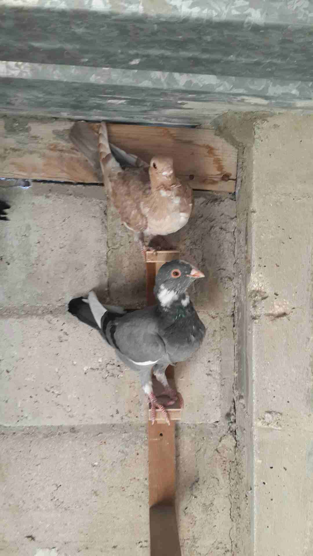 الزرقاء
لا تنسَ أنك شاهدت هذا الإعلان في عنكبوت
يوجد كوم فراخ فطم جديد وبواقي للبيع هاتف 07965135...