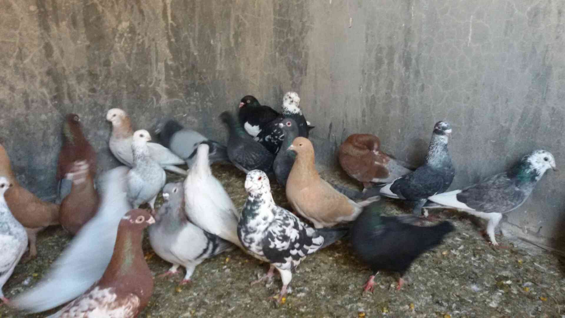 حمام للبيع
لا تنسَ أنك شاهدت هذا الإعلان في عنكبوت
للبيع 47 طير مشكله فيها اجواز وكش البيع كو...