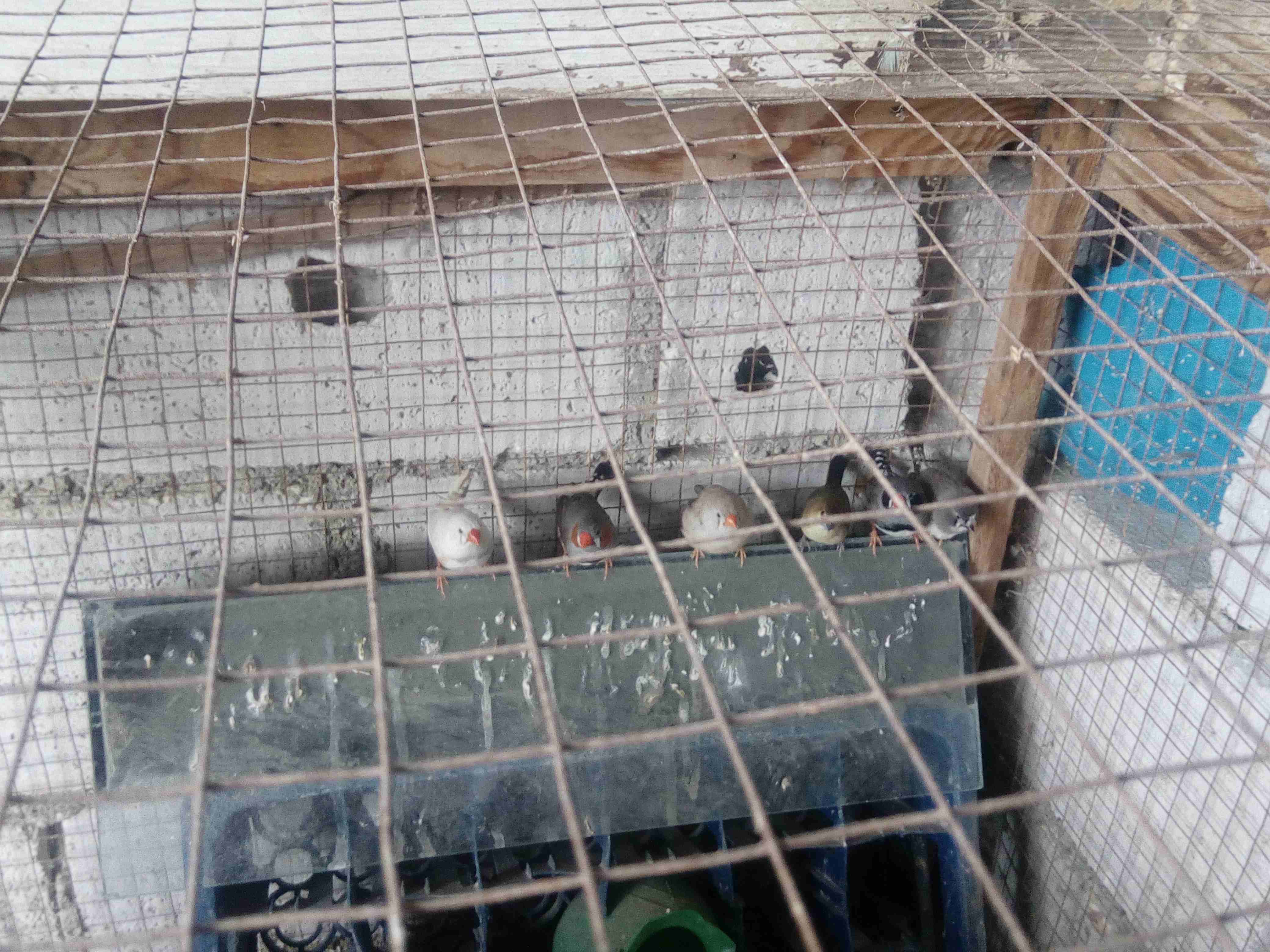فنجز للبيع
لا تنسَ أنك شاهدت هذا الإعلان في عنكبوت
جوزين ونص يعني 5 حبات فنجز شغالات للبيع .
حالي...