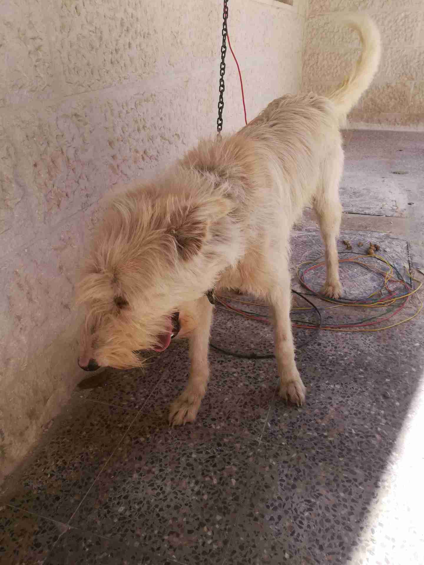كلب امريكي للبيع باسرع وقت                                            


	 				لا تنسَ أنك شاهدت هذا الإعلان في عنكبوت            
	 				
                                عمر 6 شهور حجم جامبو طويل...