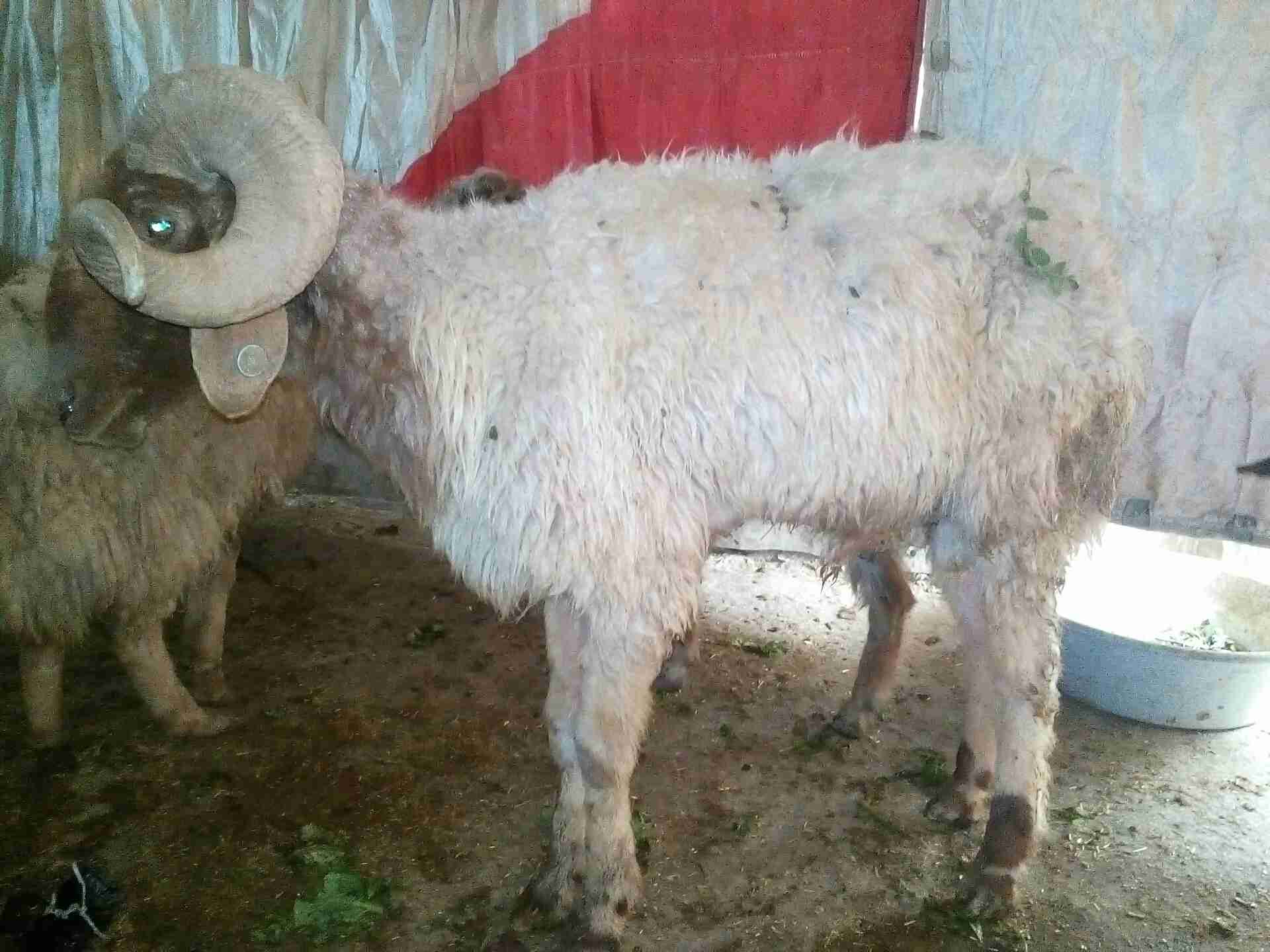 لحق لحق كبش ونعجتين 120 دينار يابلاش                                            


	 				لا تنسَ أنك شاهدت هذا الإعلان في عنكبوت            
	 				
                                كبش سن انضيف ونع...