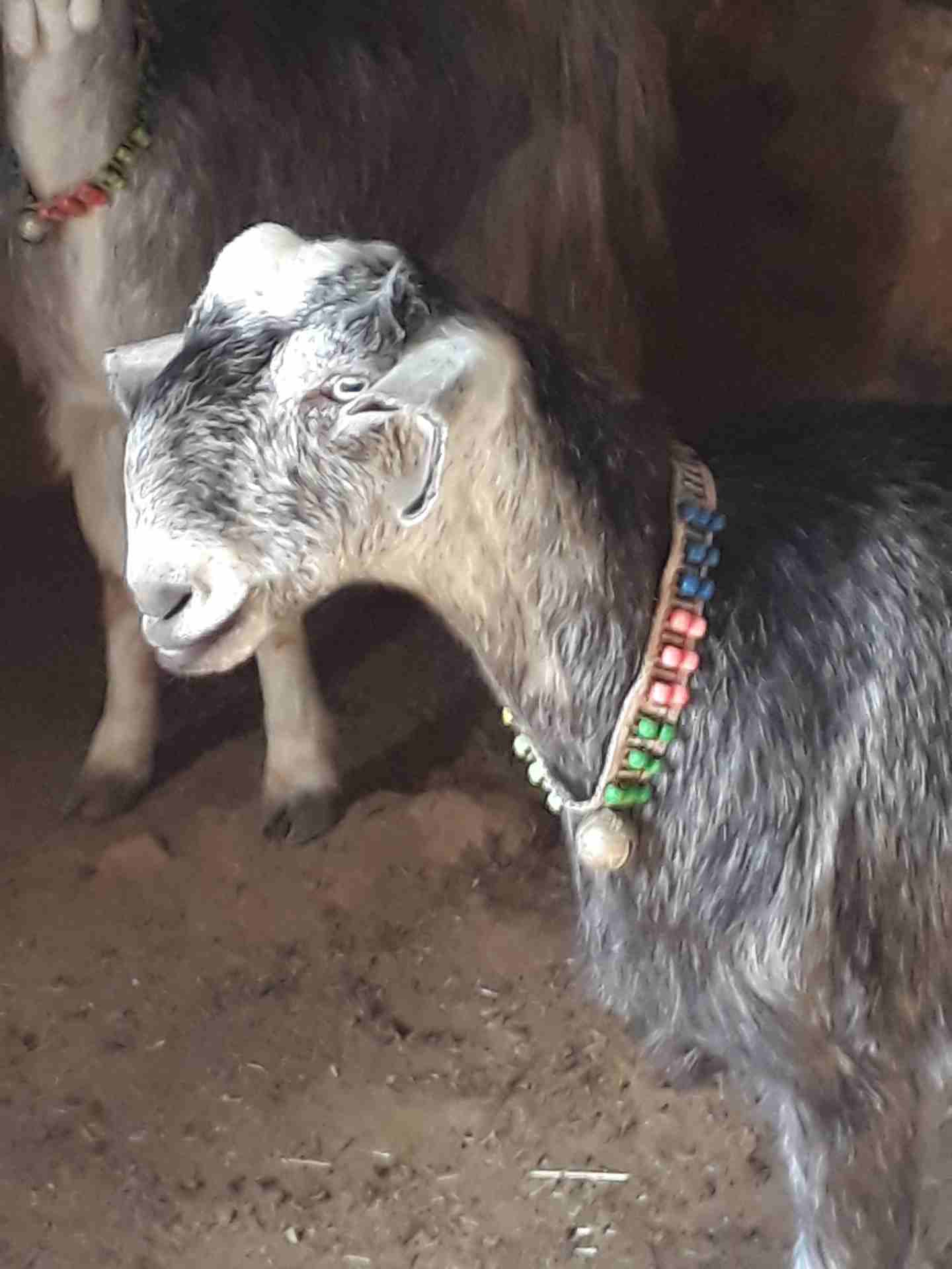 صخله بندوق شامي
لا تنسَ أنك شاهدت هذا الإعلان في عنكبوت
صخله بندوق شامي درار ع خشم ولاد شكل ومده...