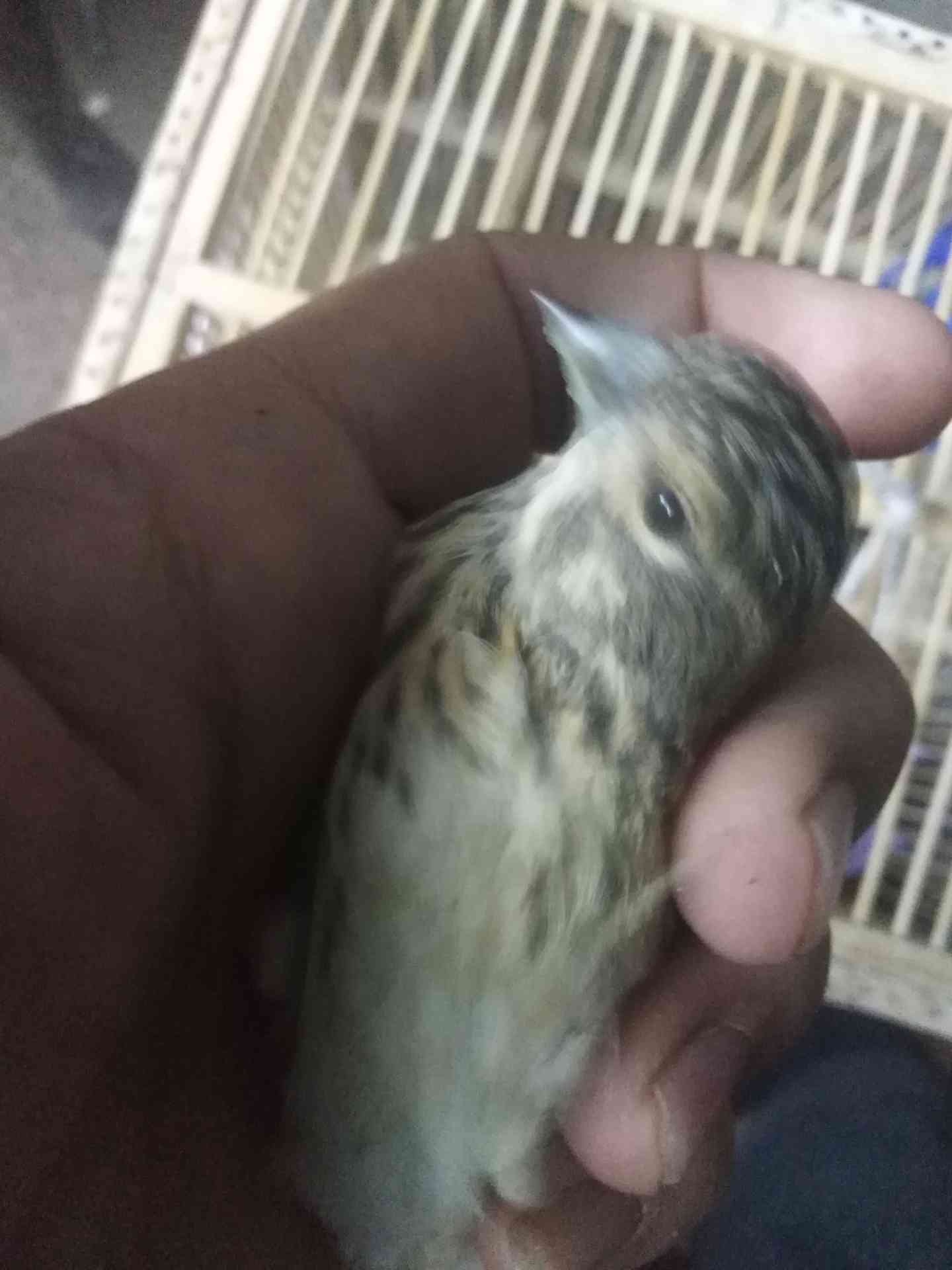 جوز تفح هادي بالقفص الذكر بحني
لا تنسَ أنك شاهدت هذا الإعلان في عنكبوت
جوز تفح بصلاه ع النبي...