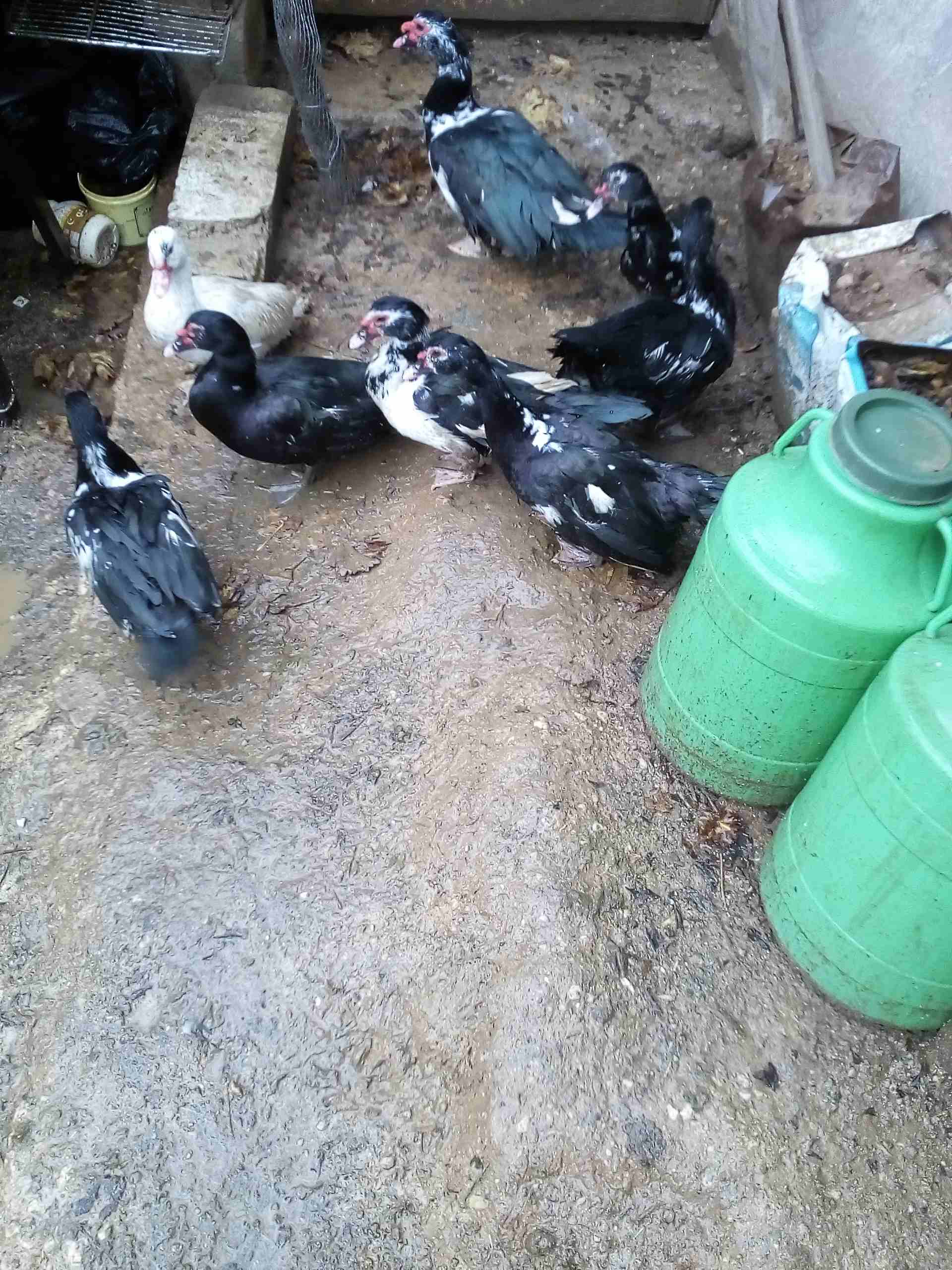 يوجد بط للبيع                                            


	 				لا تنسَ أنك شاهدت هذا الإعلان في عنكبوت            
	 				
                            يوجد بط مكسوفي عدد8حبات ذكرين و6اناثي 
صحة...