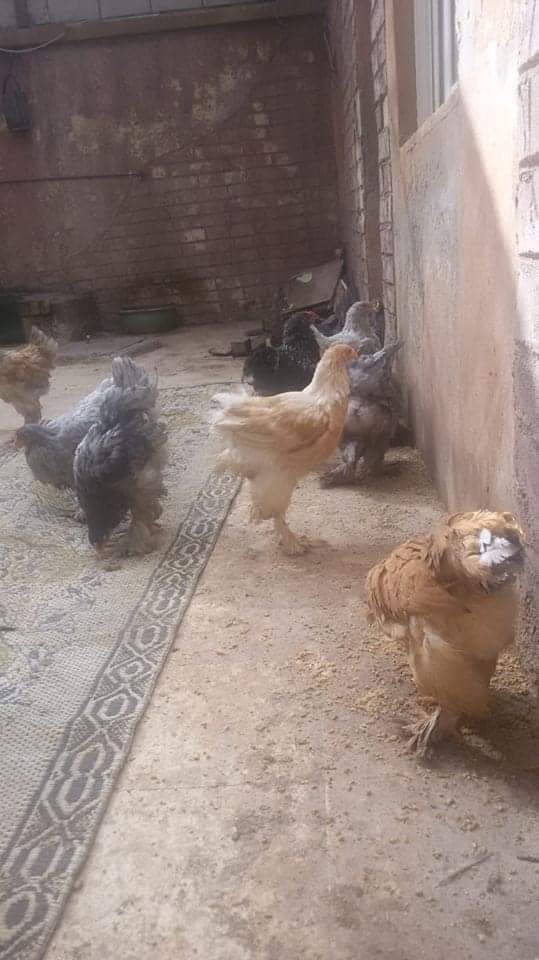 دجاج براهمه                                            


	 				لا تنسَ أنك شاهدت هذا الإعلان في عنكبوت            
	 				
                                دجاج براهمه العمر 5 أشهر صحه ونضافه  الصو...