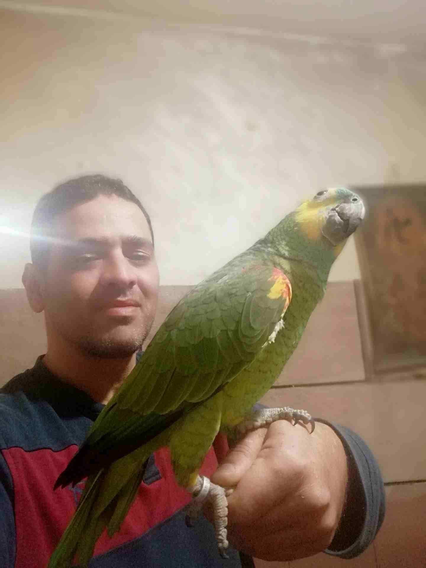 ببغاء امازوني بلوفرنتد جاكو مزرعه                                            


	 				لا تنسَ أنك شاهدت هذا الإعلان في عنكبوت            
	 				
                            يسعد مساكم صلو على النب...