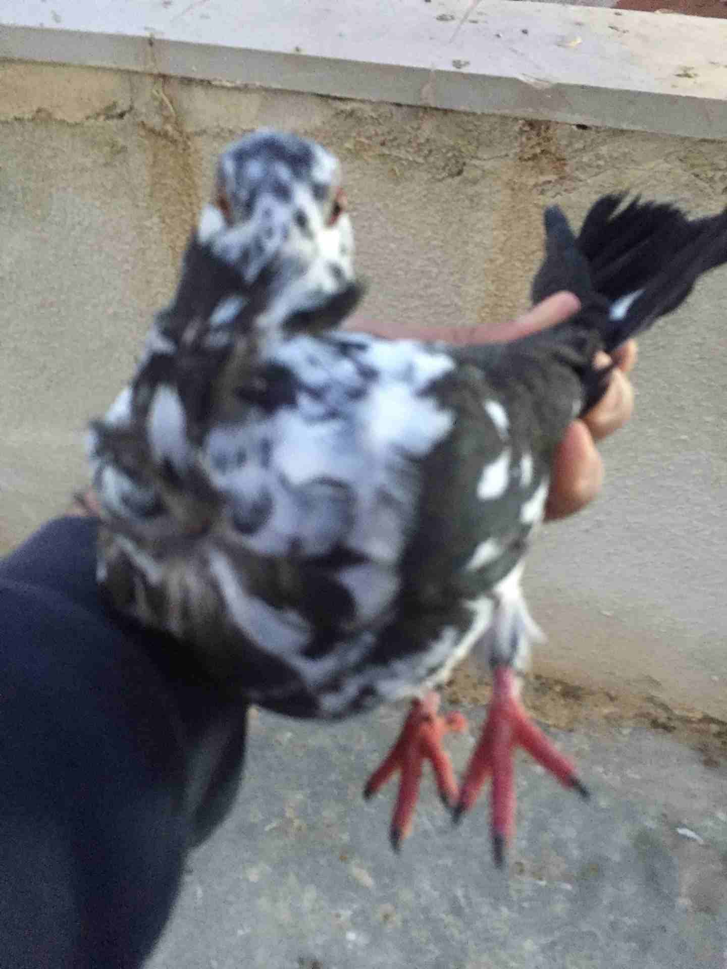 طيره ذبانيه كشاكي نخب
لا تنسَ أنك شاهدت هذا الإعلان في عنكبوت
طيره ذبانيه كشاكي نخب موجوده في سحا...