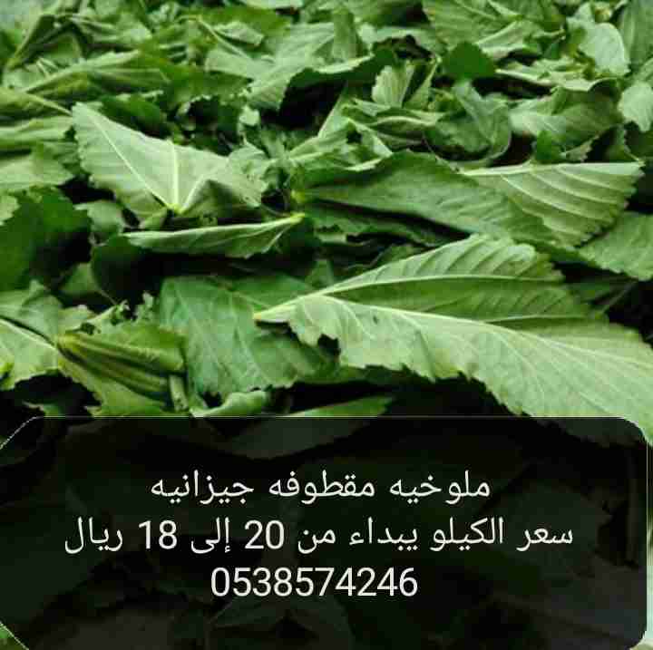 ملوخيه مقطوفه جيزانيه طازجة نظيفه من الأتربة والعيدان سبانخ مقطف 0538574246                                            


	 				لا تنسَ أنك شاهدت هذا الإعلان في عنكبوت...