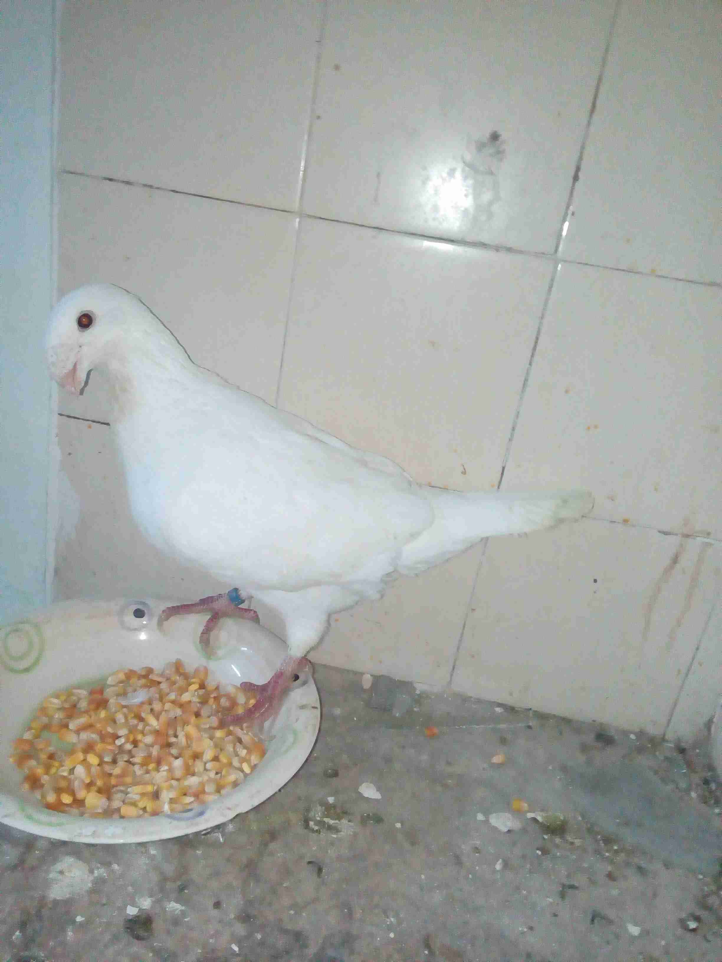 طيره المانيه مختومه للبيع او للبدل علا فراخ                                            


	 				لا تنسَ أنك شاهدت هذا الإعلان في عنكبوت            
	 				
                                طيره نخب...