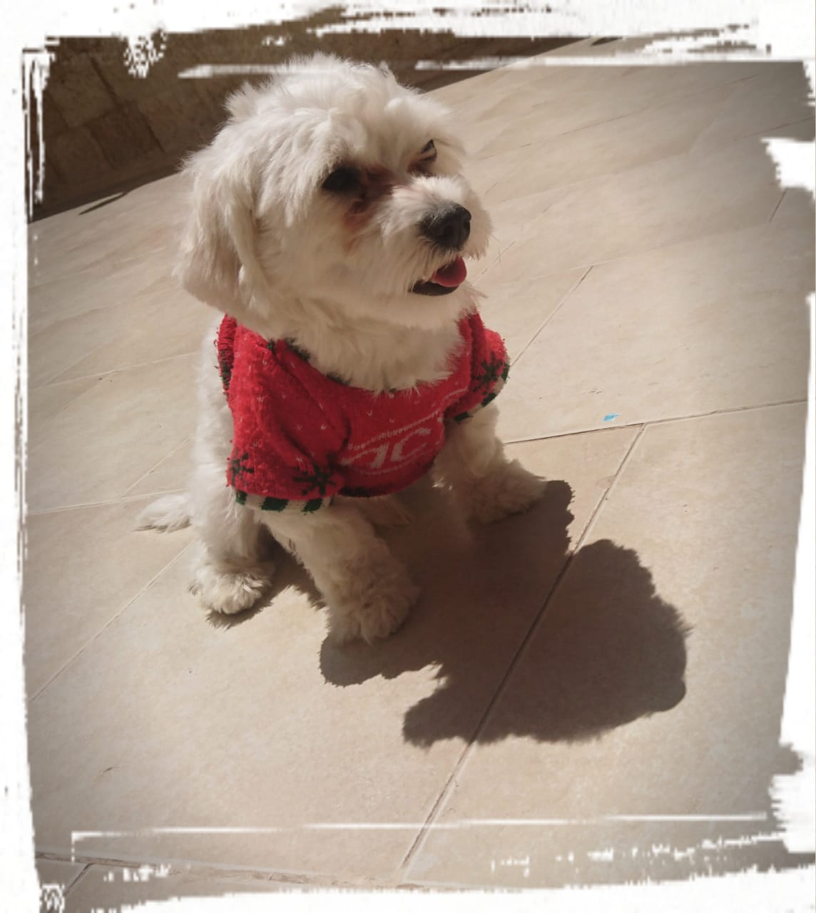 Imported maltese
لا تنسَ أنك شاهدت هذا الإعلان في عنكبوت
Imported Maltese Dogs
The parents h...