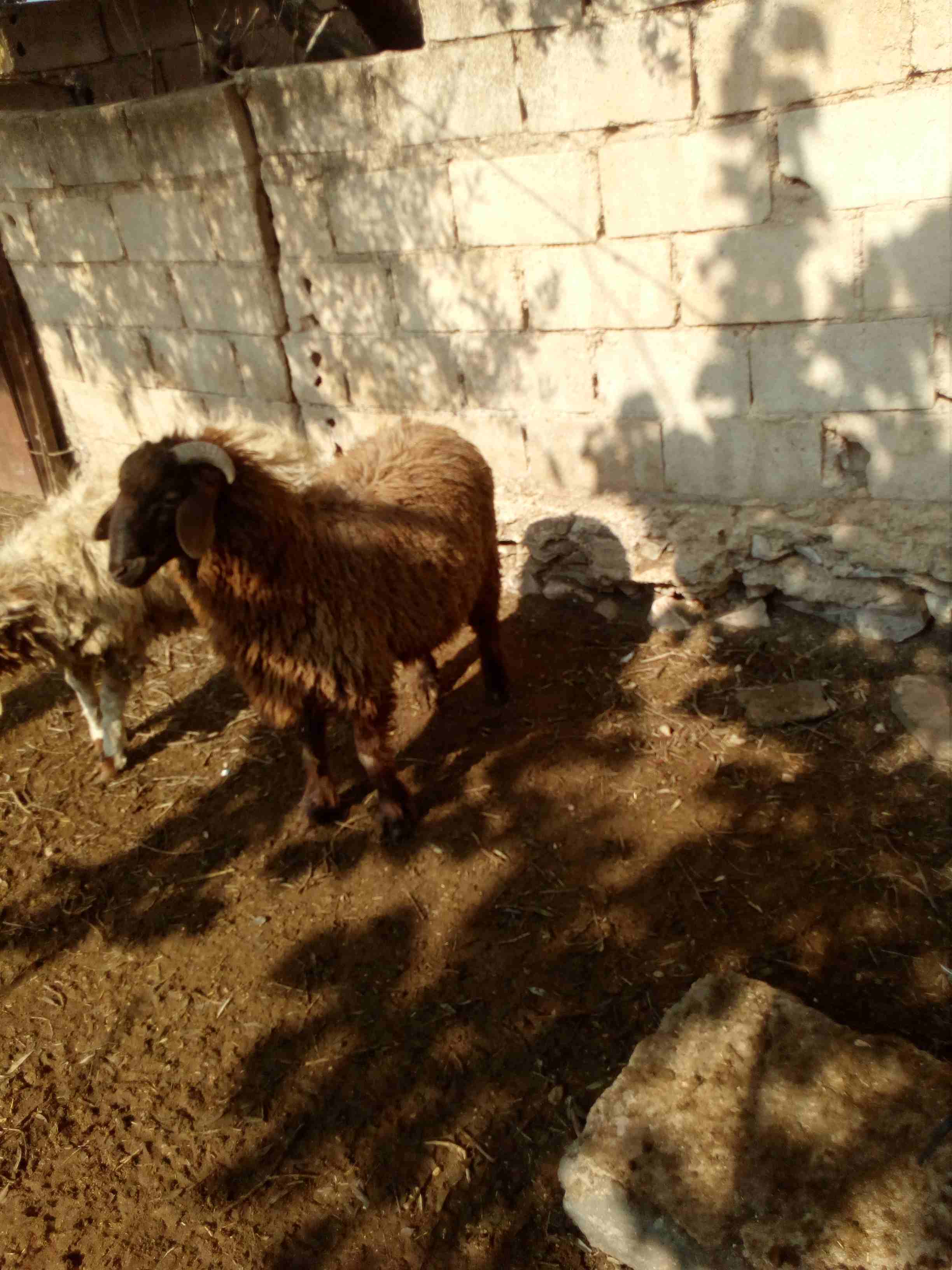 خرفان للبيع                                            


	 				لا تنسَ أنك شاهدت هذا الإعلان في عنكبوت            
	 				
                            خمس خرفان للبيع...